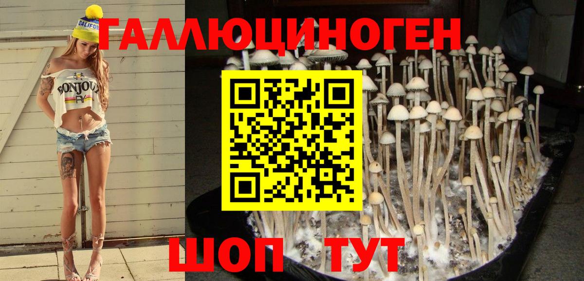 Дубна  Псилоцибиновые грибы Cubensis  Вход с VPN 